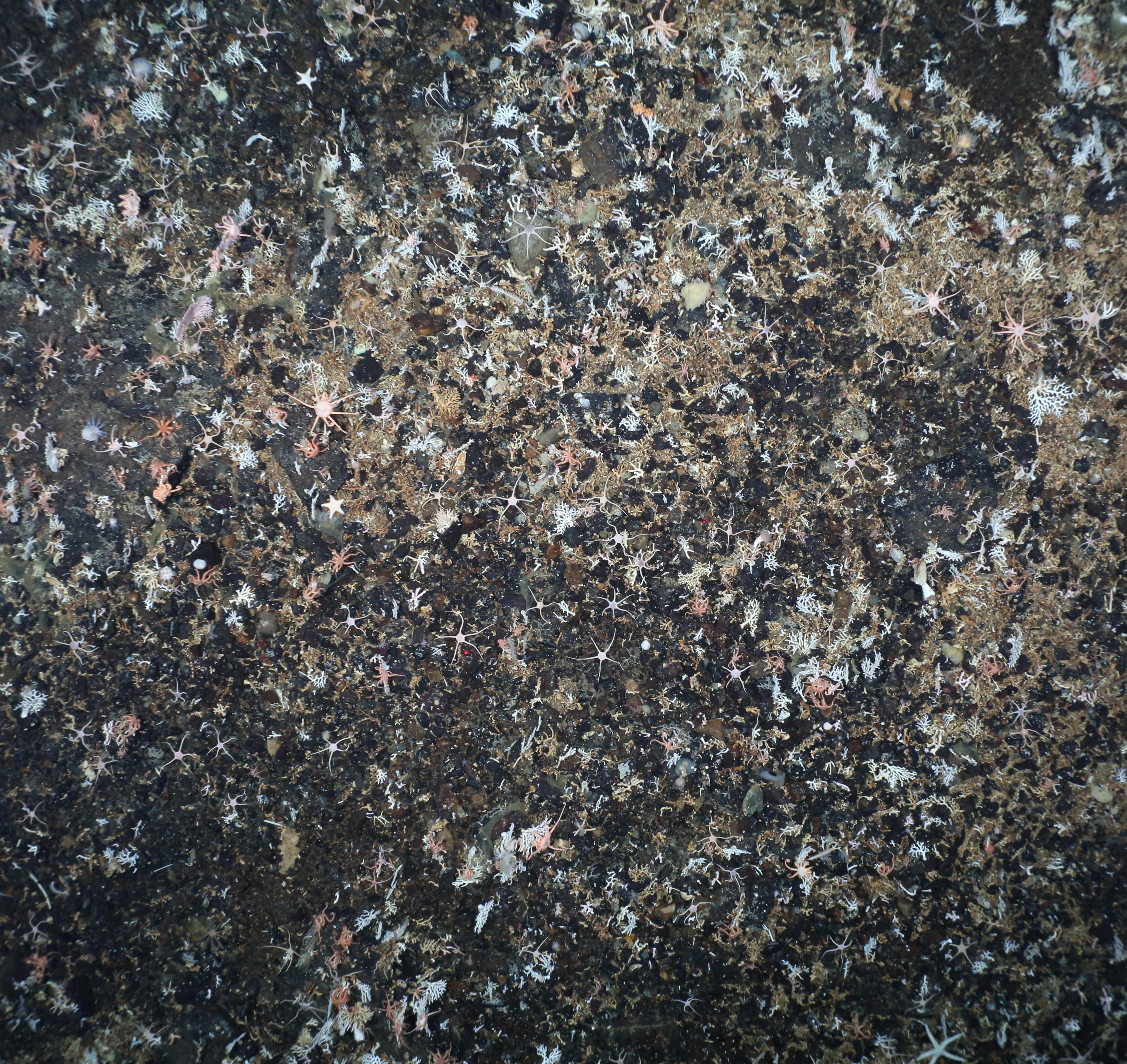 Normal Antarctic seabed training image